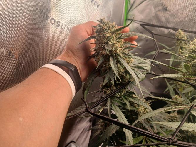 5th grow. Week 11
