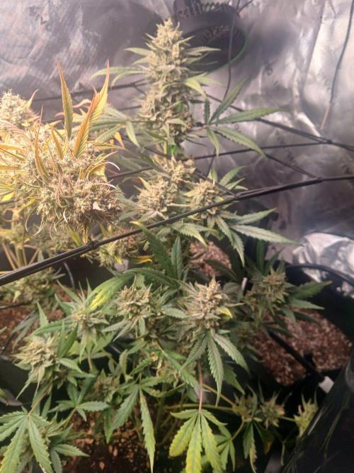 5th grow. Week 12
