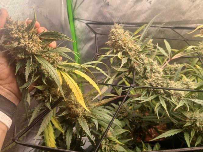 5th grow. Week 12