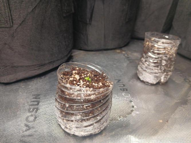 6th grow. Week 1