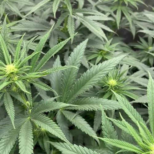 Ethos Lilac Diesel #22 Multipack