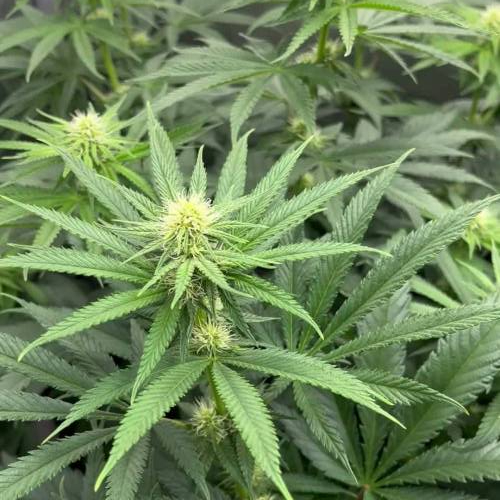 Ethos Lilac Diesel #22 Multipack