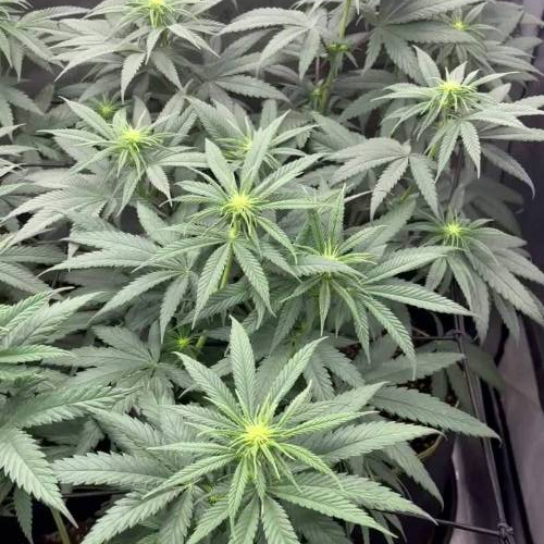 Ethos Lilac Diesel #22 Multipack