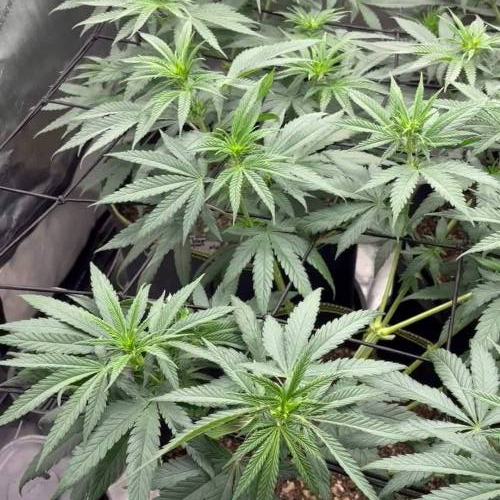 Ethos Lilac Diesel #22 Multipack