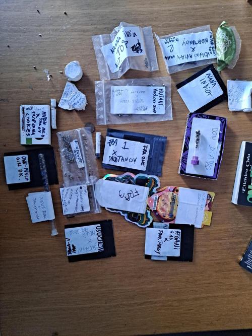 wild bunch. Week 9 - self-produced seeds