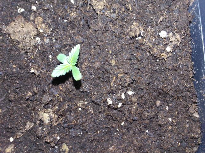 (Bmxtd)x(lxmf1). Week 0