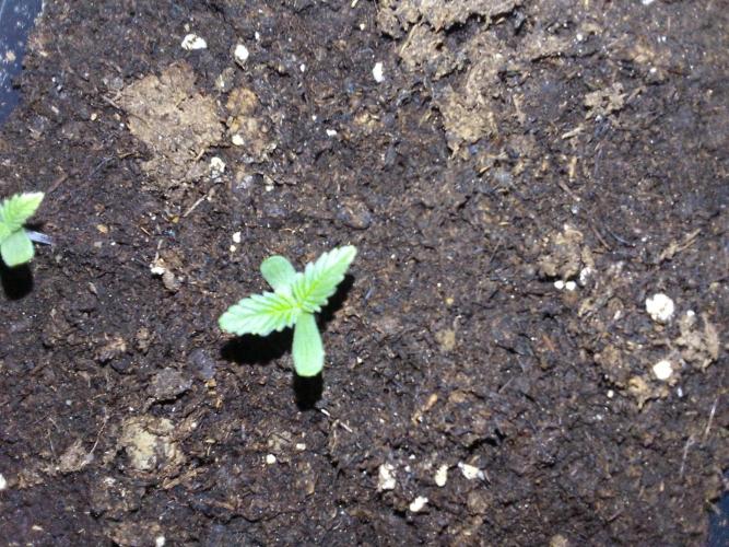 (Bmxtd)x(lxmf1). Week 0