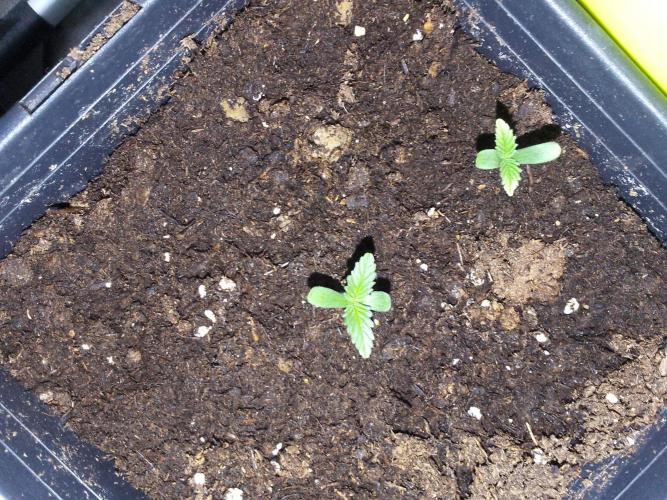 (Bmxtd)x(lxmf1). Week 0