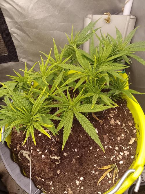 Bleak muffin x tangy domina S1. Week 4 - 1