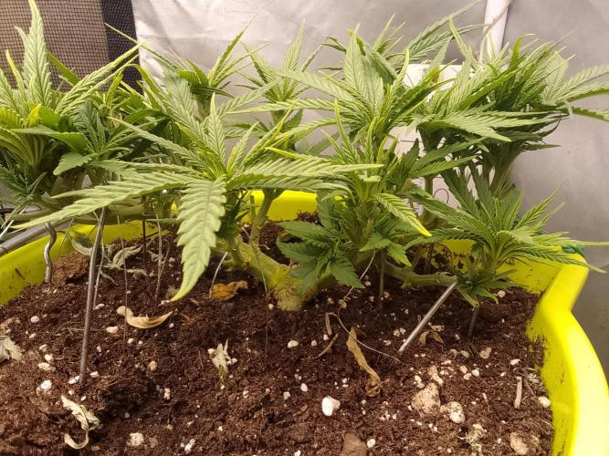 Bleak muffin x tangy domina S1. Week 4 - 1