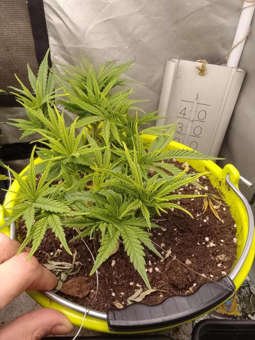 Bleak muffin x tangy domina S1. Week 4 - 1