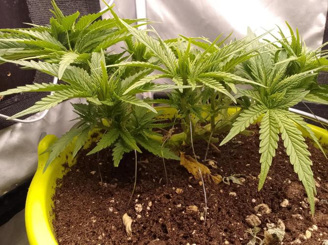 Bleak muffin x tangy domina S1. Week 4 - 2