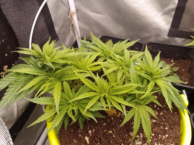 Bleak muffin x tangy domina S1. Week 4 - 2