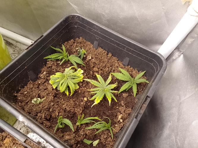 Bleak muffin x tangy domina S1. Week 4 - Cut