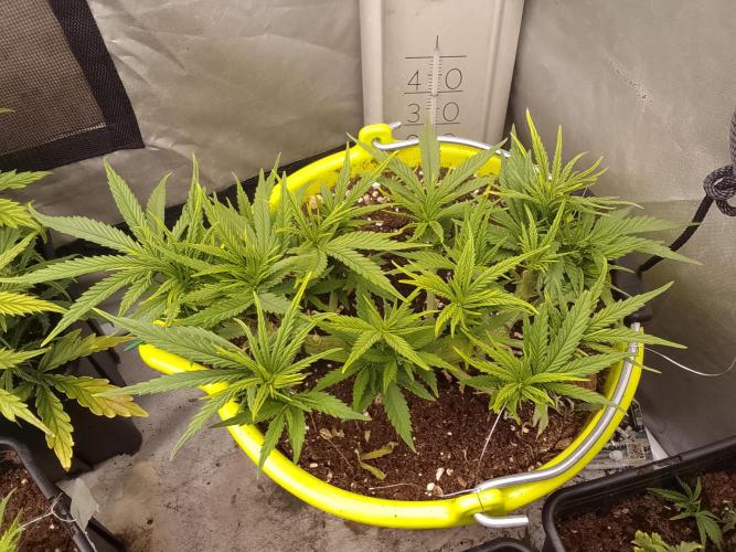 Bleak muffin x tangy domina S1. Week 4 - 1