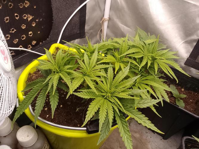 Bleak muffin x tangy domina S1. Week 4 - 2