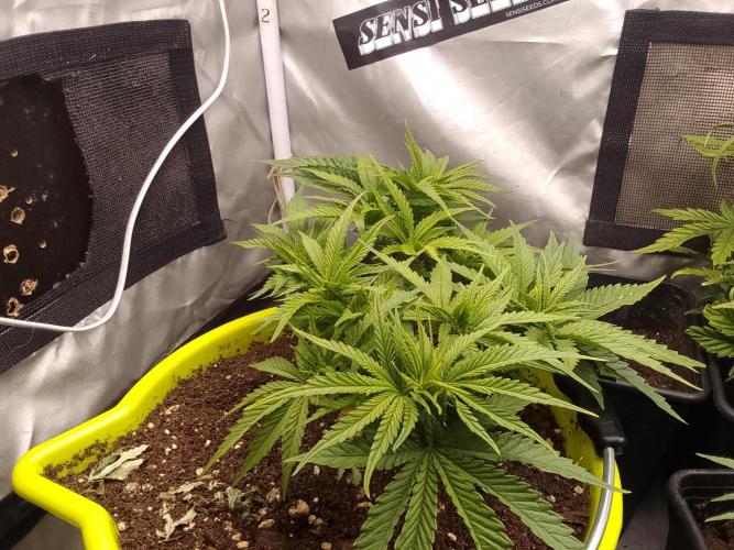 Bleak muffin x tangy domina S1. Week 4 - 2