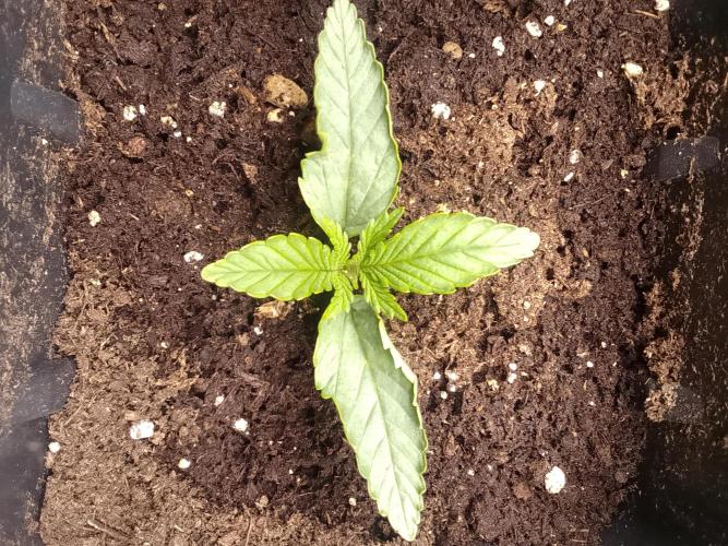 (Bmxtd)x(lxmf1). Week 1