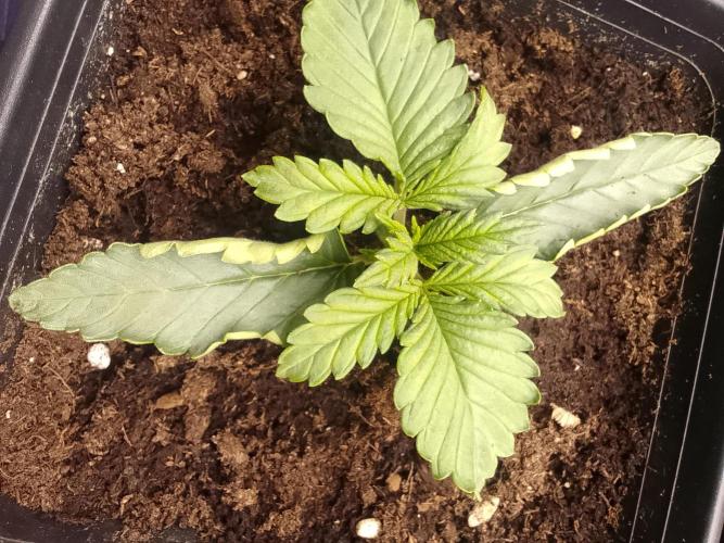 (Bmxtd)x(lxmf1). Week 1