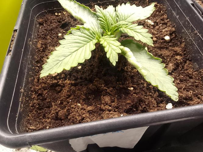 (Bmxtd)x(lxmf1). Week 1