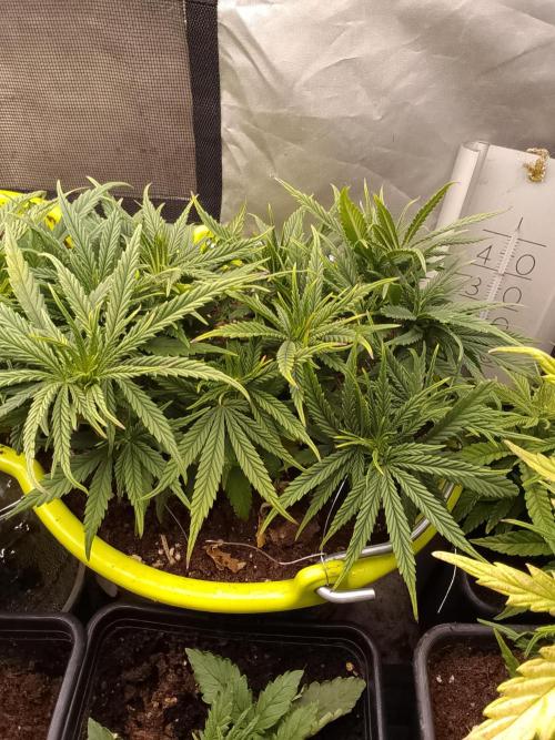 Black muffin x tangy domina S1. Week 5 - 1