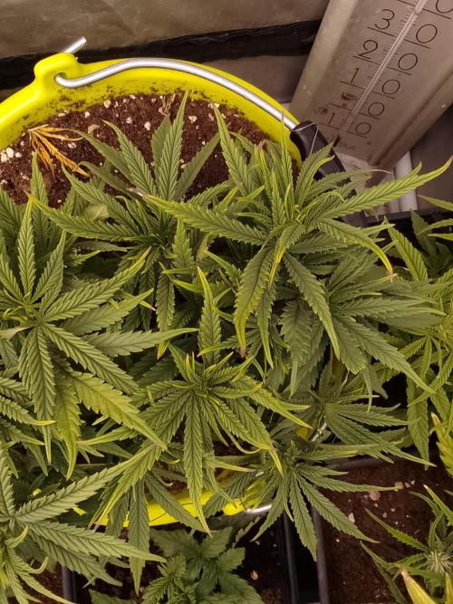 Black muffin x tangy domina S1. Week 5 - 1