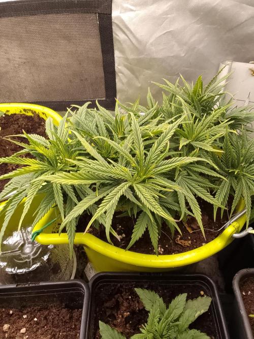 Black muffin x tangy domina S1. Week 5 - 1