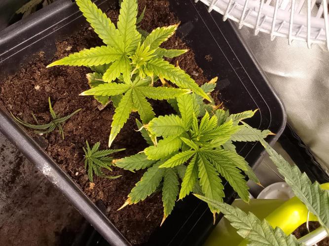 Black muffin x tangy domina S1. Week 5 - Cut