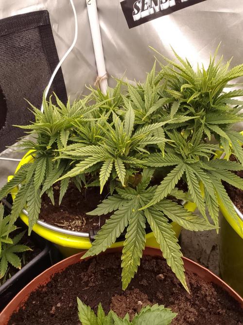 Black muffin x tangy domina S1. Week 5 - 2