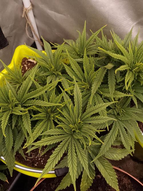 Black muffin x tangy domina S1. Week 5 - 2