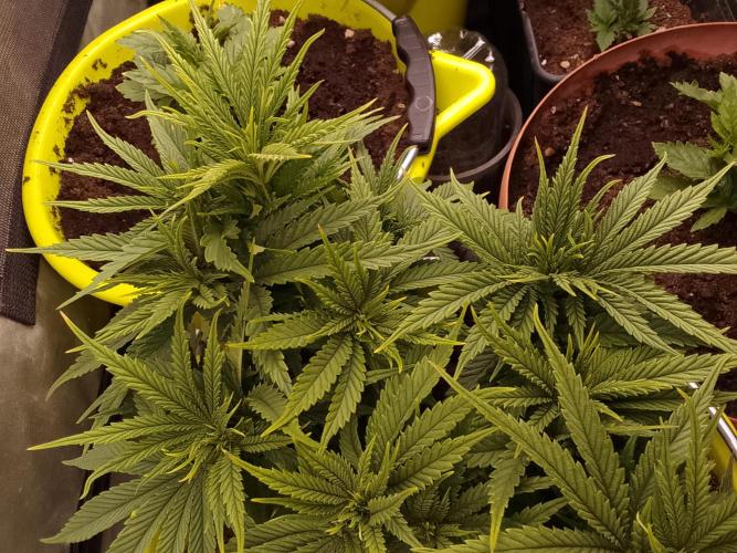 Black muffin x tangy domina S1. Week 5 - 2