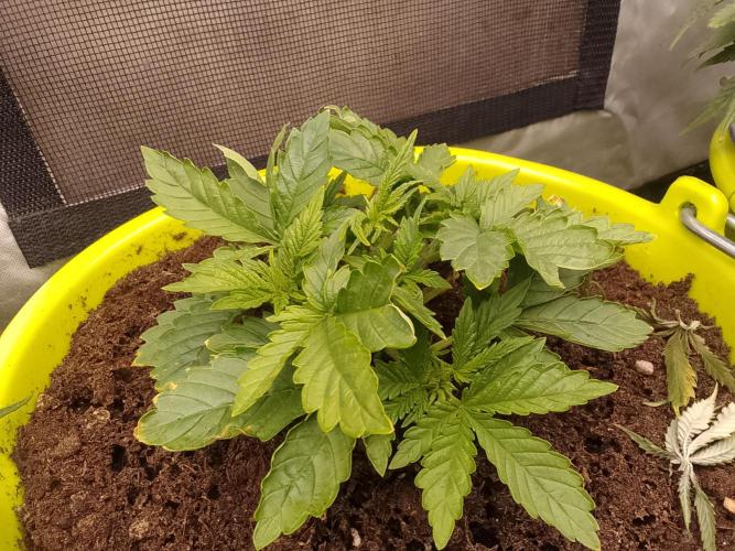 (bmxtd)x dd. Week 2 - 1