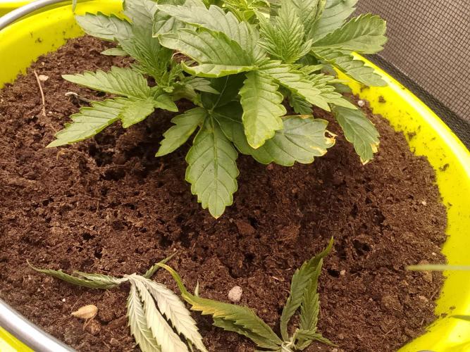 (bmxtd)x dd. Week 2 - 1