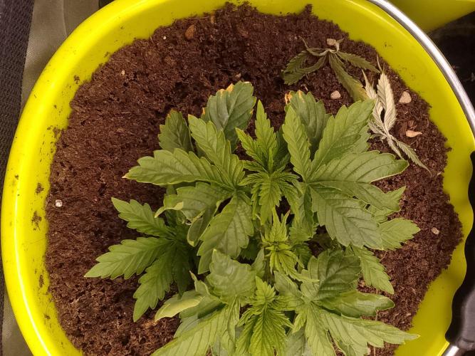 (bmxtd)x dd. Week 2 - 1