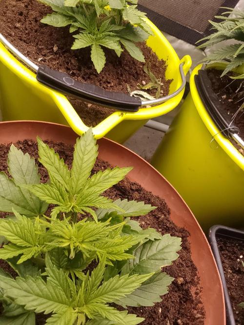 (bmxtd)x dd. Week 2 - 2