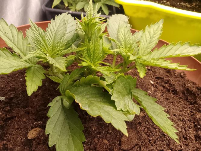 (bmxtd)x dd. Week 2 - 2