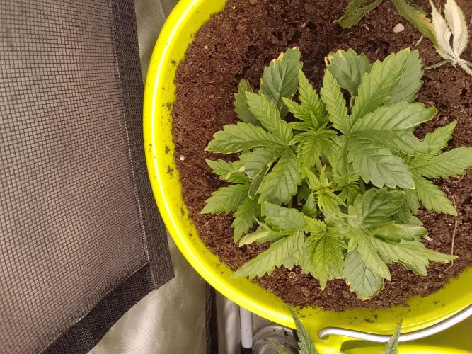 (bmxtd)x dd. Week 2 - 1