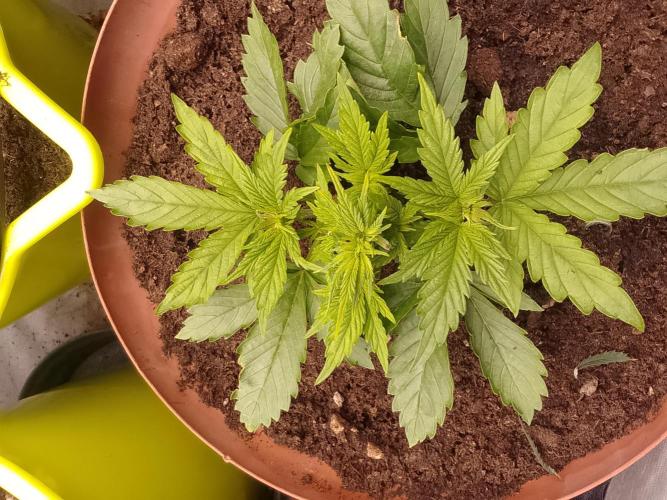 (bmxtd)x dd. Week 2 - 2