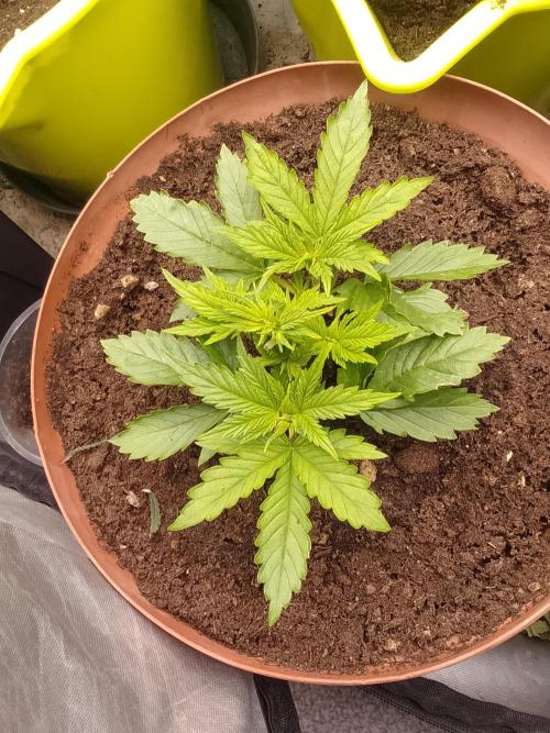 (bmxtd)x dd. Week 2 - 2