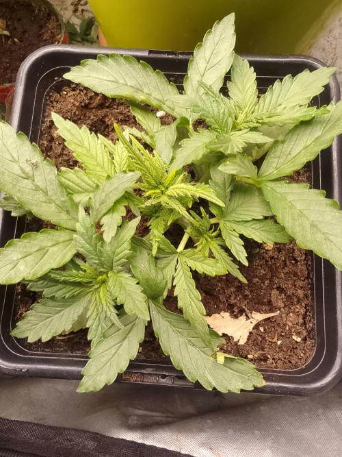 (Bmxtd)x(lxmf1). Week 2