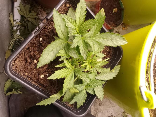 (Bmxtd)x(lxmf1). Week 2