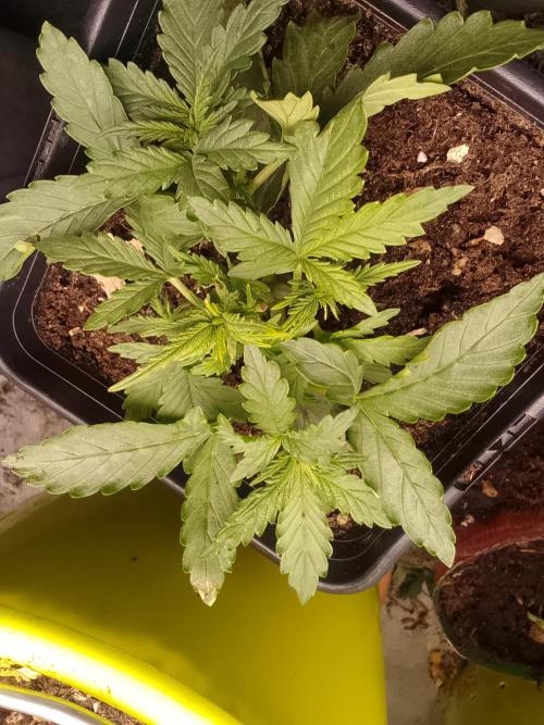 (Bmxtd)x(lxmf1). Week 2
