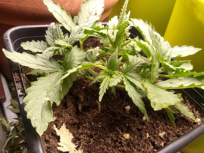 (Bmxtd)x(lxmf1). Week 2