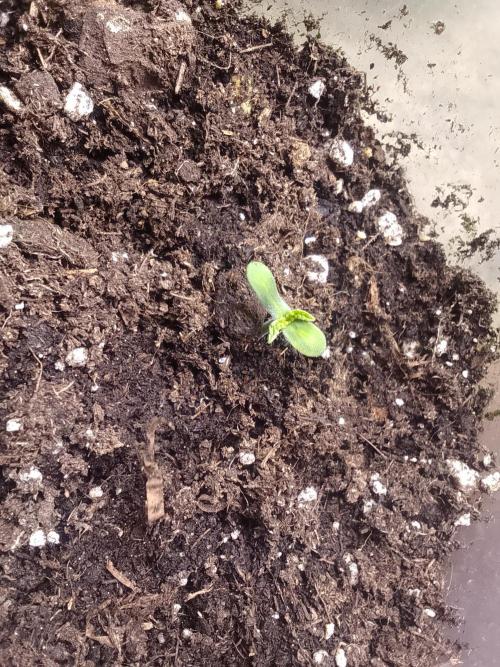 Domina tangy x Tropicana cookies. Week 0