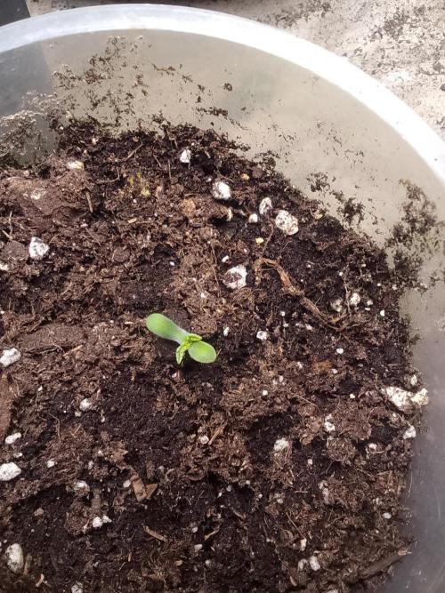 Domina tangy x Tropicana cookies. Week 0