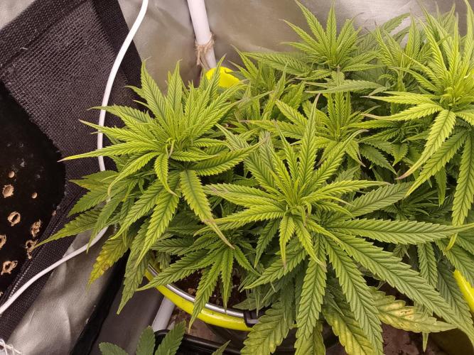 Black muffin x tangy domina S1. Week 6 - 2