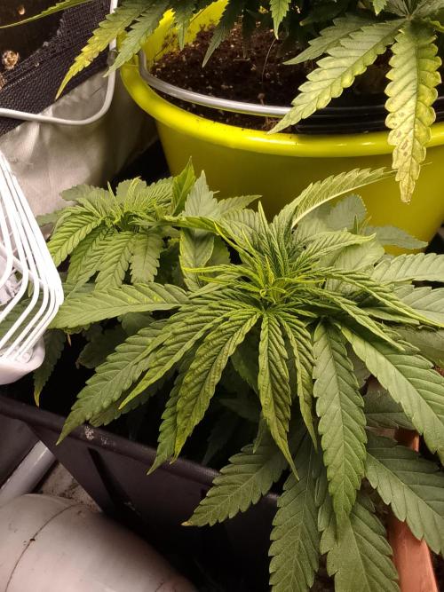 Black muffin x tangy domina S1. Week 6 - cuttings