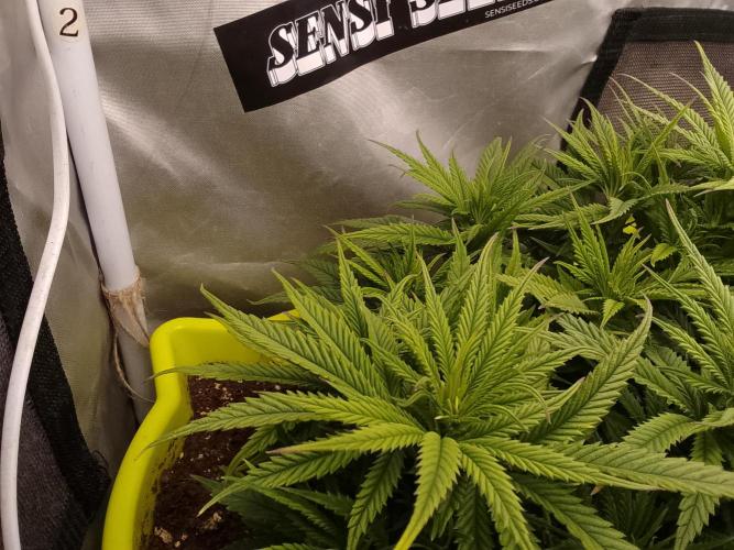 Black muffin x tangy domina S1. Week 6 - 2