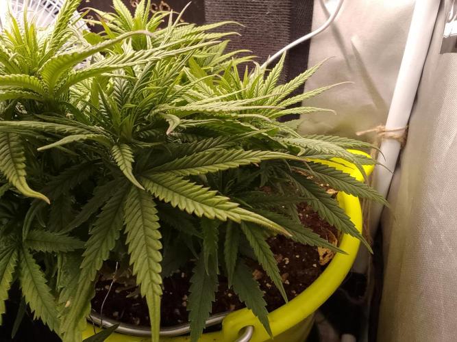 Black muffin x tangy domina S1. Week 6 - 1