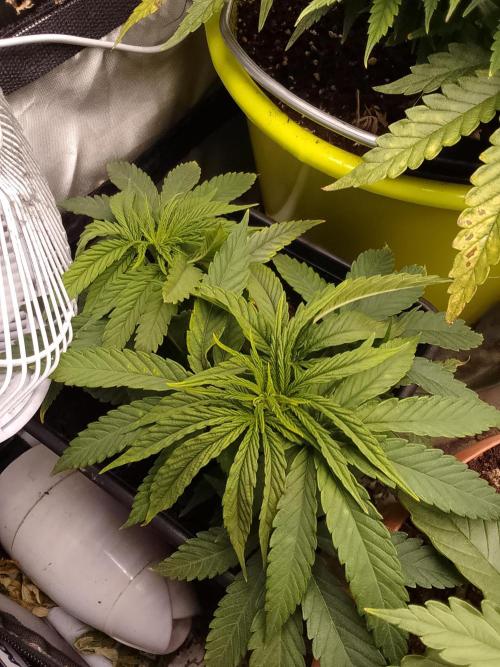 Black muffin x tangy domina S1. Week 6